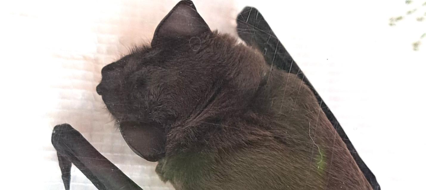 Fledermaus