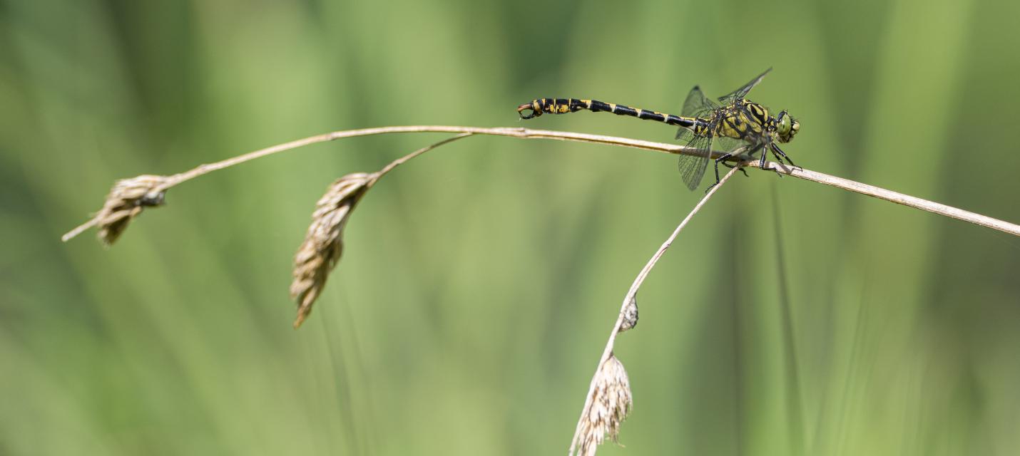 Libelle
