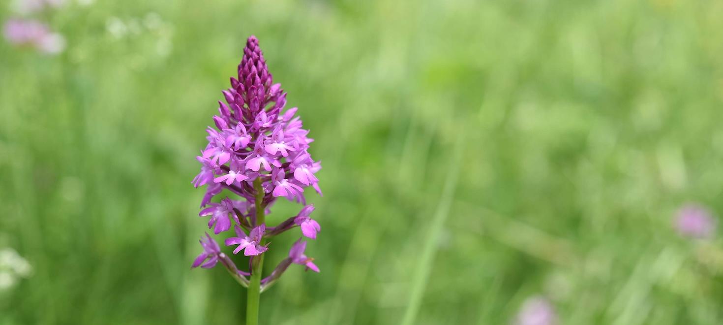 Spitzorchis