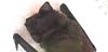 Fledermaus